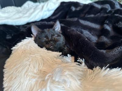 Rumi the kitten sleeping in a fluffy bed