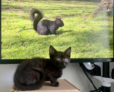 Rumi the kitten in front of a television screen showing a black squirrel