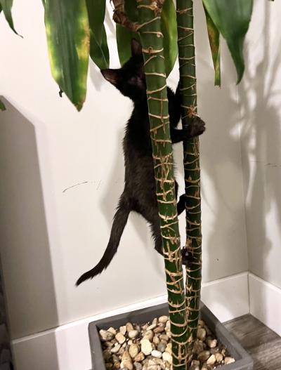 Rumi the kitten climbing a houseplant