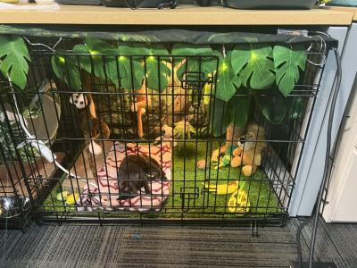 Rumi the kitten lying in her jungle-themed crate
