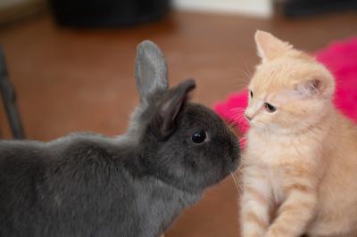 Canelo the kitten nose-to-nose with Sterling the gray rabbit