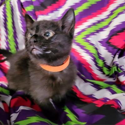 Trina the kitten wearing an orange collar and sitting on a multicolored blanket