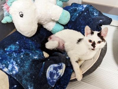 Valentina the kitten, with injuries, lying on a cat bed next to a stuffed unicorn