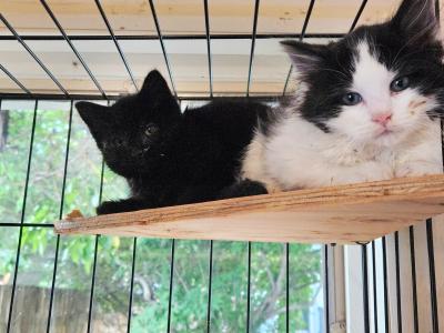 Two kittens (one black and white and one black) on a wooden shelf in a wire crate