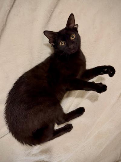 Dobby the black cat with extra ears