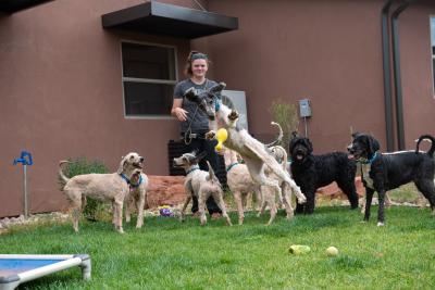 Caregiver Anabel Kirk outside with the group of poodles, with one jumping up in the air after a toy