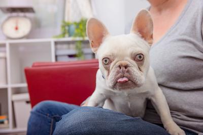 Kristopher the French bulldog sitting on a person's lap