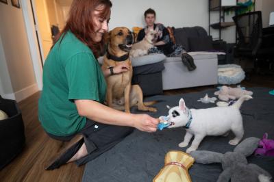 Person playing with Potato the puppy in his foster home