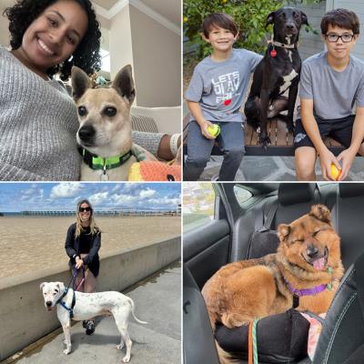 Collage of photos showing dogs on adventures with people in Los Angeles as part of the Adventure Buddy Program