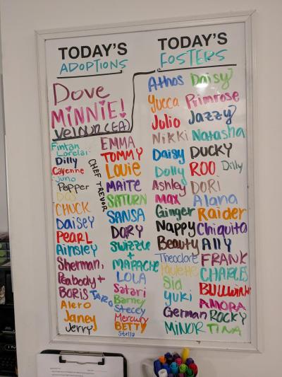Dry erase board listing names of the day's adoptions and fosters