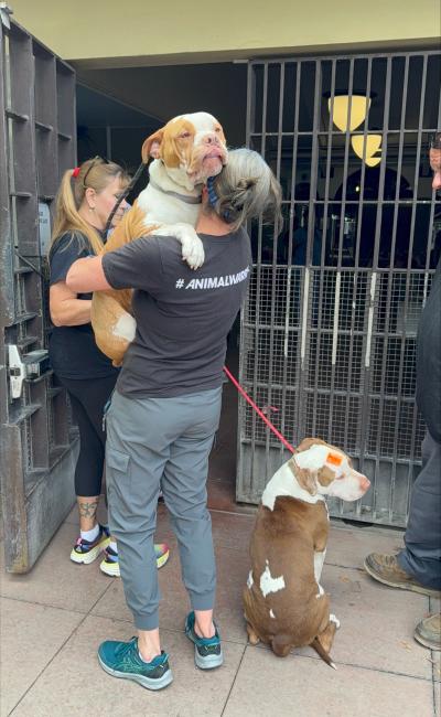 Person holding a large dog over her shoulder beside another dog on a leash