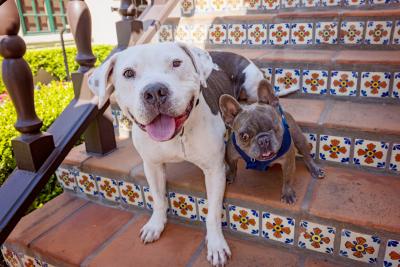Brew and Julien the dogs sitting next to each other on some tile steps