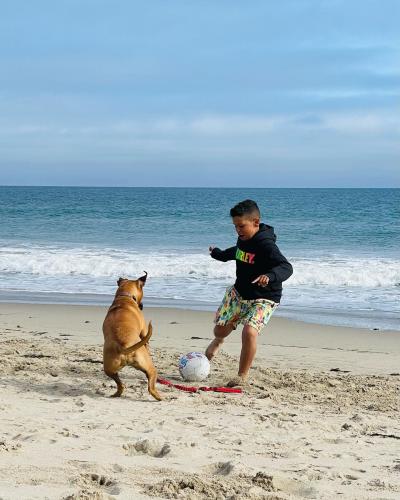 Layla the dog playing with a child kicking a ball on a beach