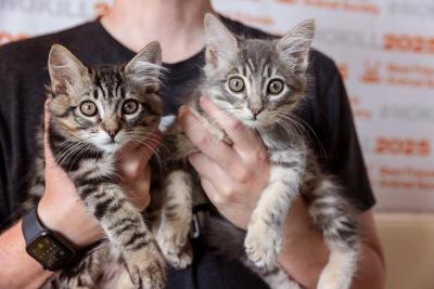 Person holding two tabby kittens