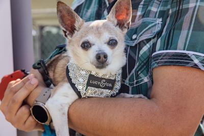 Person holding an elderly Chihuahua-type dog