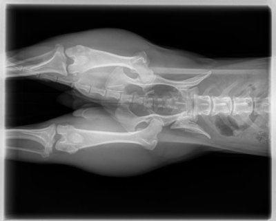 X-ray of Lily Bean the beagle showing the fractured pelvis