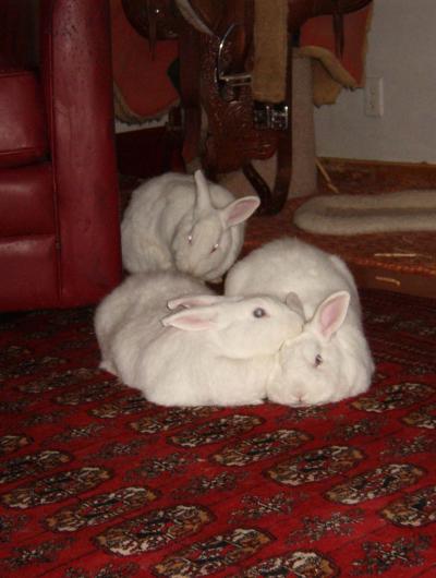 Edward, Dillon, and Gwendolyn the three rabbits together on some red carpeting
