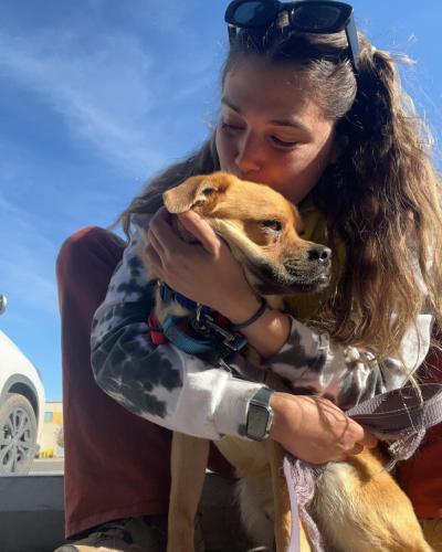 Bagel the dog being kissed on the top of the head by a person