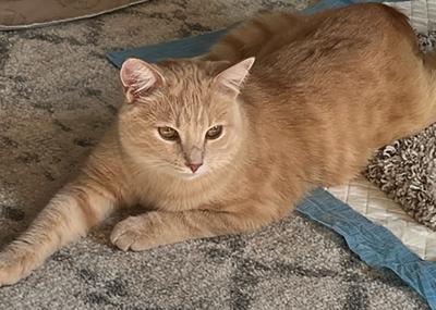 Canelo the cream tabby cat on a rug