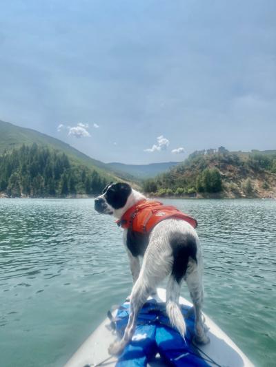 Cassini the dog standing on the front of a paddleboard in a lake