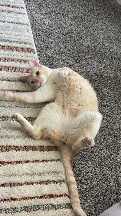 Coconut the cat lying on a carpet upside-down with his belly up
