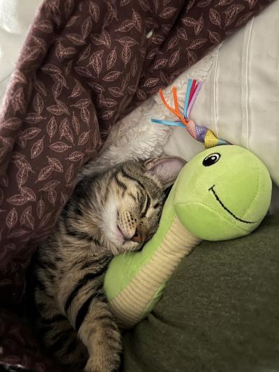 Jersey Tinger the cat sleeping with his head on a green snake toy