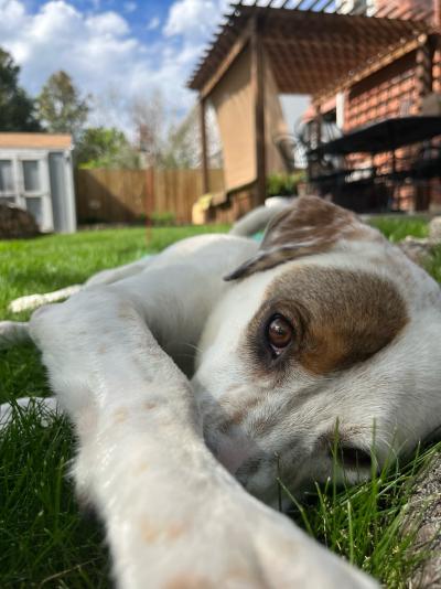 Ken Garff the dog lying on his side in the grass outside a home