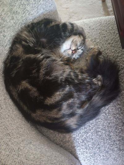 Tabby cat curled up into a ball sleeping