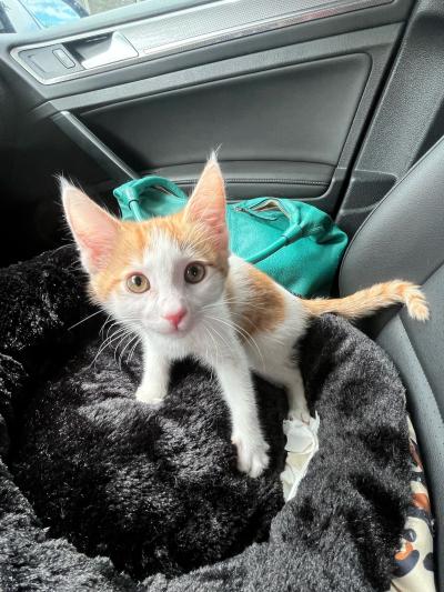 White and orange kitten sitting on a circular bed on a vehicle seat