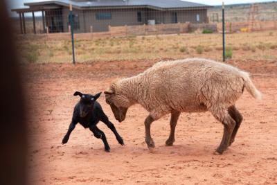 Emmett the lamb playing with an older sheep