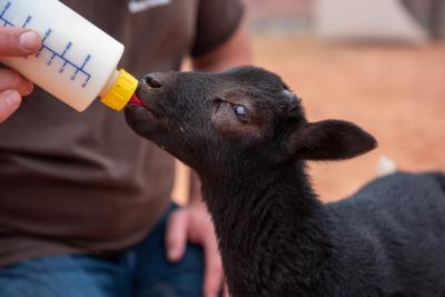 Person bottle-feeding Emmett the lamb