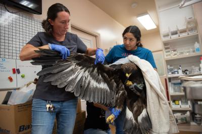 Two rehabbers stretching out a golden eagle's wing