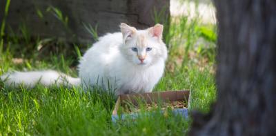Mostly white ear-tipped community cat outside in green grass between trees, by a cardboard flat with dry food