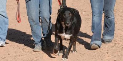 Dealing with Leash Reactivity