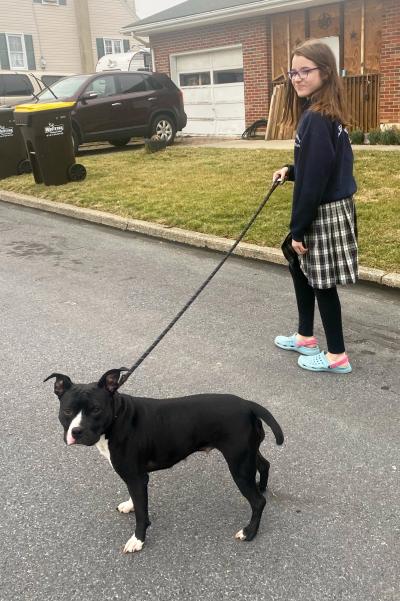 Person walking Nana the black and white pit bull terrier outside on a leash