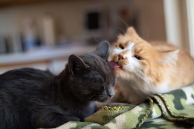 Chameleon the cat licking the face of a kitten