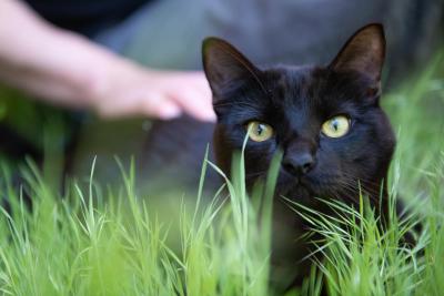Licorice the black cat in green grass with a person in the background