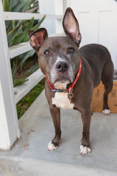 Pit-bull-type dog wearing a red collar with one ear up and one folded