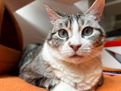 Lilibet the cat lying on an orange mat next to an orange bed