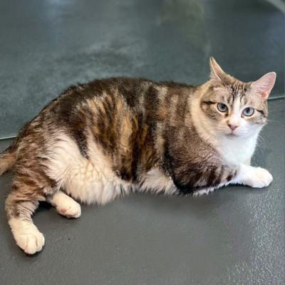 Lilibet the tabby and white cat lying on the floor