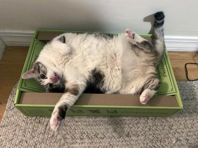 Lilibet the cat lying upside down on a cat scratcher with her belly and legs upward