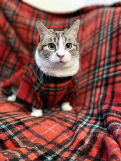 Lilibet the cat wearing a red plaid sweater sitting on a red plaid blanket