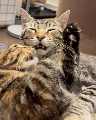 Link and Marble the cats snuggling beside one another