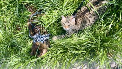 Link and Marble the cats together on leashes outside in long grass