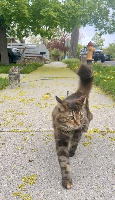 Link and Marble the cats outside on a sidewalk