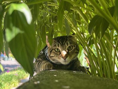 Link the cat outside under some green plants