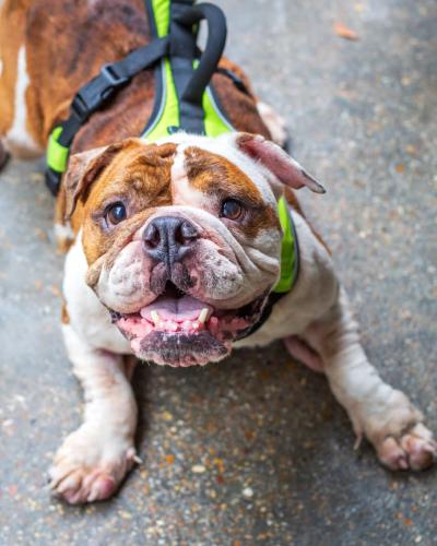 Linus the English bulldog wearing a harness