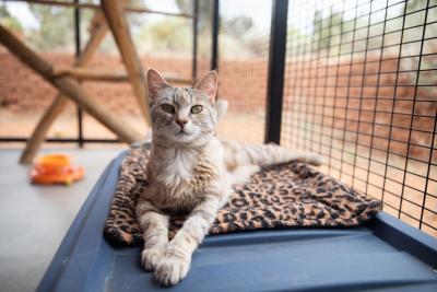 Asana the cat lying with front paws outstretched on a leopard print bed