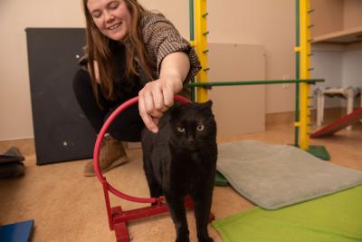 Jako the cat doing agility through a red hoop with a smiling person