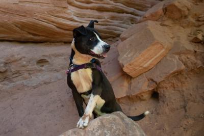 Betty White the dog sitting on a rock with a rock formation in the background